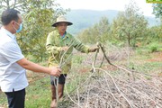 Giá mít tăng mạnh, vì sao vẫn nhiều nông dân ở Đắk Nông vẫn chặt mít trồng sầu riêng?