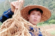 Trồng thứ cây tới kỳ nhổ lên một chùm củ "khủng" bổ thận tráng dương, nông dân Phú Thọ trúng lớn