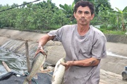 Một Hợp tác xã nuôi cá kiểu 4.0 ở Ninh Bình có doanh thu 20 tỷ đồng/năm