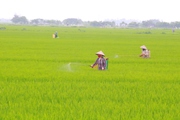 Lúa xuân ở Nam Định đang giai đoạn lúa làm đòng, trỗ bông, dịch bệnh tấn công, khẩn trương diệt trừ
