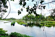 Được giao mảnh đất toàn hồ nước, anh nông dân phát kiến trồng rau sạch trên bè nổi, không ngờ thu tiền tỷ