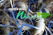 Chuyển động Nhà nông 27/4: Nắng nóng làm bùng phát nhiều dịch bệnh trên tôm nuôi ở Kiên Giang