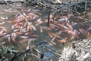 Đồng Tháp: Đàn cá diêu hồng hàng trăm con rực màu tung tăng bơi lượn nhưng chỉ bám trụ ở một đoạn rạch