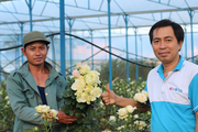Chàng kỹ sư điện làm dung dịch “hô biến” hoa thành nhiều màu, cắm hoa tươi 10-15 ngày 