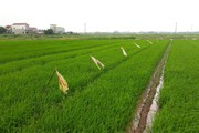 Nam Định: Khẩn trương phòng trừ sâu bệnh gây hại lúa xuân
