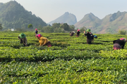 Liên kết sản xuất khép kín giúp nông dân trồng chè ở Lai Châu tăng thu nhập hẳn lên