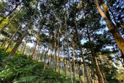 Huyện Vị Xuyên (Hà Giang): Nghịch lý giao đất trồng rừng sản xuất nhưng lại “cấm” khai thác? 