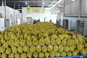 Đừng để sầu riêng thành “sầu chung”