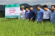 Đổi mới thông tin tuyên truyền khuyến nông: Nhiều mô hình “sống dậy”, lan tỏa mạnh mẽ