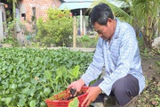 Nuôi con đặc sản cứ thong dong dưới bèo, ông nông dân Gia Lai chăm nhàn mà thu bộn tiền