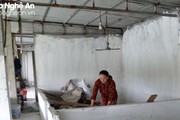 Nghệ An: Sau 3 năm, người chăn nuôi vẫn "dài cổ" chờ tiền hỗ trợ tiêu hủy gia súc do dịch bệnh