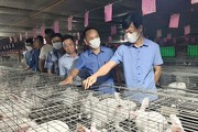 Nuôi loài thú tai dài, mắt đẹp, sau 4 tháng, cứ bán 100 con, nông dân Hải Dương lãi 6 triệu đồng