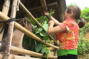 Sơn La: Giúp đồng bào dân tộc thiểu số thoát nghèo