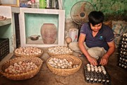 Một ông nông dân Điện Biên có tiền tỷ trong tay nhờ nuôi thứ gà mặt lem luốc