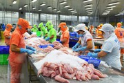 Loài cá độc quyền của Việt Nam lại rất giàu dinh dưỡng, một bộ phận còn rất tốt cho người cao tuổi
