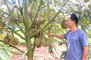 Ba ông nông dân ở Gia Lai thu tiền tỷ, mỗi ông chuyên trồng một loại cây, cây nào cũng đầy trái