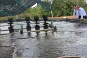 Ở Đồng Nai, mỗi ha nuôi tôm công nghệ cao cho thu 2-3 tỷ/năm