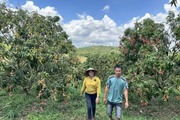 Trồng loại quả ngon, ăn giúp tăng miễn dịch, nông dân gần hang động núi lửa ở Đắk Nông thu tiền tỷ