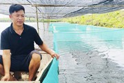 Cho cá rô với ếch ở chung một ao, "hai con không cãi nhau", một nông dân Hải Dương lại làm giàu