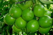 Loại quả giàu vitamin C, tốt cho sức khỏe bất ngờ tăng giá mạnh ở Đồng Tháp, nhà nào hái bán đều trúng