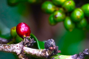 Robusta quay đầu tăng, cà phê trong nước vượt mốc 54.000 đồng/kg