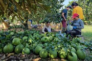 Một hợp tác xã ở Lâm Đồng có 1 hộ tỷ phú, 12 hộ giàu, còn lại toàn khá giả