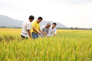 Nông dân trồng lúa miền Tây lãi thêm gần 5 triệu đồng/ha nhờ sử dụng loại phân bón này