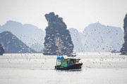 Chim hoang dã bay thành tầng tầng ở nhiều vùng của Quảng Ninh, từ Vịnh Hạ Long cho tới đồng ruộng