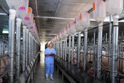 Giá lợn hơi sắp tới dự báo sẽ lên hay xuống mà hễ nghe tin này, dân nuôi lợn thêm "sức cầm cự"?