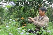Chuyển đổi số vùng cao Sơn La: Mê mẩn với vườn cam tiền tỷ của lão nông thời 4.0 (Bài 5)