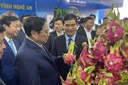 Mỗi tháng thanh long Bình Thuận xuất khẩu sang Mỹ, Nhật 150 tấn