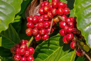 Giá cà phê phục hồi trên cả hai sàn, cà phê nội vẫn vững trên 55.000 đồng/kg
