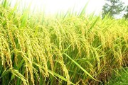 Giá lúa gạo neo cao, doanh nghiệp gom hàng xuất khẩu, thị trường sôi động
