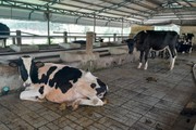 Chăn nuôi bò sữa nông hộ tại TP.HCM - bài cuối: Vì sao TP.HCM quyết tâm giữ đàn bò sữa?
