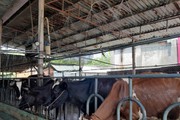 Chăn nuôi bò sữa nông hộ tại TP.HCM - bài 3: Loay hoay giữ đàn bò, giữ kế sinh nhai