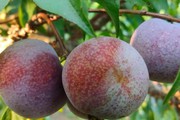 Mận hậu chín đỏ trên cao nguyên Mộc Châu 