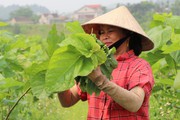 Lá dâu to giúp hợp tác xã này ở Nghệ An nuôi tằm trắng trẻ, khỏe, ăn lá dâu rầm rập, cả làng vui