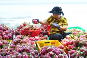 Trung Quốc thu mua tới tấp, chi hàng trăm triệu USD mua 9 loại trái cây của Việt Nam chỉ trong 3 tháng
