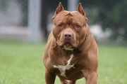 Góc nhìn pháp lý vụ chó pitbull của con gái cắn chết mẹ ruột ở Bình Dương