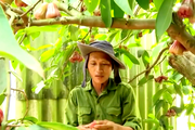 Trồng trái đặc sản ngủ trong mùng, hái không kịp bán, anh nông dân Bà Rịa-Vũng Tàu thu tiền tỷ 