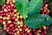 Giá cà phê hai sàn trái chiều, cà phê nội cao nhất gần 58.000 đồng/kg