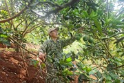 Nông dân 8X người Thái ở Điện Biên chỉ nuôi một con, trồng hai thứ cây mà thu tiền tỷ

