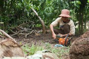 Cây chủ lực ở vùng đất này của Đắk Nông là cây gì mà mất mùa liên tục, dân vẫn đang ra sức chăm bẵm?