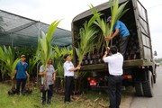 Bến Tre gửi tặng 10.000 cây giống ra Trường Sa
