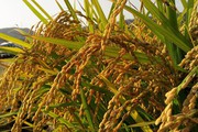 Nguồn cung gạo trong nước đang cạn dần, trong khi nhu cầu vẫn cao