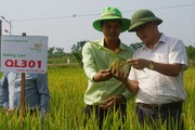 Bộ giống lúa của ThaiBinh Seed khẳng định chất lượng, cho năng suất vượt trội trên những cánh đồng Nghệ An