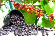 Giá cà phê hai sàn tiếp tục tăng, cà phê nội cán mốc 60.000 đồng/kg