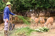 Nuôi con đặc sản là mô hình làm giàu của nông dân Yên Bái, hươu sao, ba ba gai, con dúi cho thu nhập cao