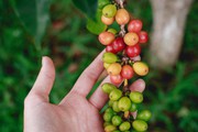 Giá cà phê tiếp tục tăng, cà phê nội vượt ngưỡng 61.000 đồng/kg