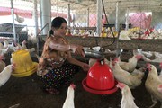 Lắp phun sương, tiếp vitamin…người nuôi gà ở Nghệ An tung hết chiêu để cứu đàn gà